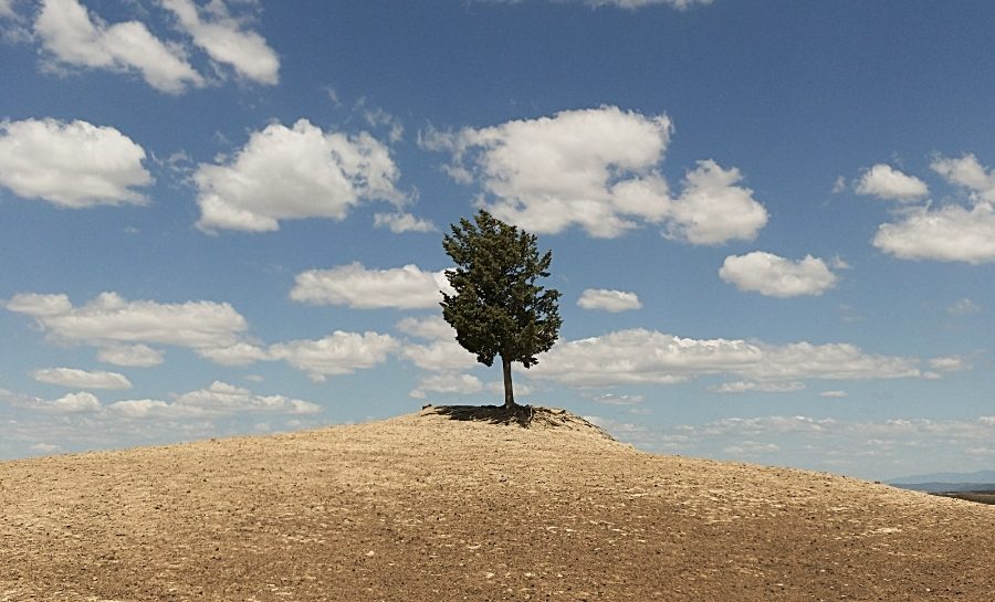 Lone Tuscan Drought Tree